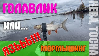 #25 Поймал первого в сезоне Голавлика | Рыбалка на Неве и Тосне | #мормышинг