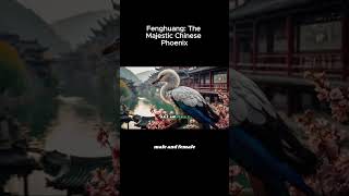 Fenghuang  The Majestic Chinese Phoenix#Fenghuang #ChinesePhoenix