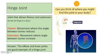 Synovial Joints and Joint Types GCSE PE