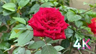 Beautiful Red Rose Cool Relaxing Video - 4K HDR 60fps