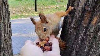 Белки везде. Куда ни глянь.