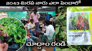 syngenta 2043 narsary plants/2043 redchilli seeds/సింజెంటా 2043redchilli price/#syngenta #2043