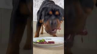 THE CUTE DOG EATING FOOD MOMENT #short #cutedog #dog #tiktokt #funny #moment