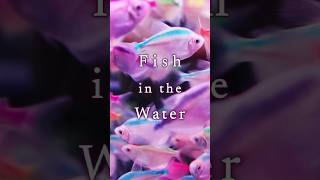 Fish in the Water #healingmusic #nature #mindrelaxing #relaxingmusic #stressrelief #fish #relaxing