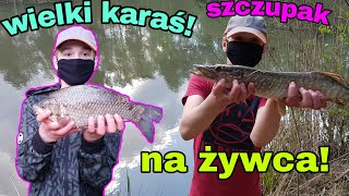 Szczupak na żywca, wielki karaś. łowienie ryb, Duża wyprawa na staw w lesie. Były też wzdręgi! | LFW