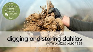 Digging and Storing Dahlias