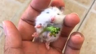 FUNNY CUTE HAMSTERS VİDEOS COMPİLATİON