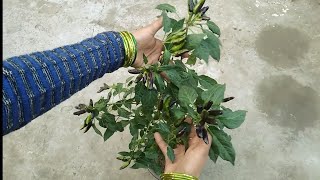 Green & black chilli plant , gifted by my mother😊😊