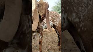 Breeder quality bakra makhichina #villagegoat #goat #foryou #youtubeshorts #animals