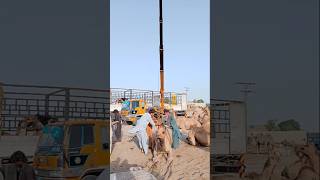 تحضير الجمل للتحميل #ytshorts #camel #camelloading #cameltransport #cameltruck #shorts