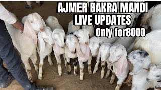 30DECEMBER SATURDAY AJMER BAKRA MANDI LIVE UPDATES GOAT MARKET COVER WITH PRICE RAJASTHAN BIG MANDI