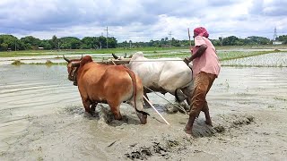 Big Red Bull Plough in agriculture land working // village agriculture land // Bull videos