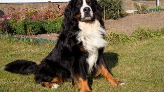 Bernese Mountain Dog and Recall Training Coming When Called