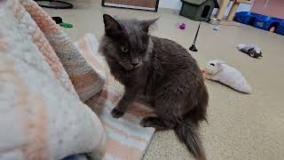 Shelter Cat Margaret Mary Battles Blanket Monster With No Help From Roommates! [REAL]