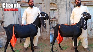 Chandi Amritsari Milking Goat With Kids - Junaid Aujla Gujranwala 2023