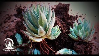 How to Separete Suculents & Gasteria Plants  for Propagation