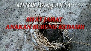 Anas fantiri youtube Mitos dan fakta anakan burung kedasih