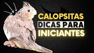 COMO CUIDAR DA CALOPSITA ? DICAS PARA INICIANTES! ATUALIZADO 2023