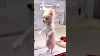 Funny Animals 2024 #shorts #viralvideo #funny #dog #cat