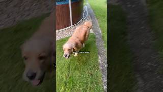 Zoomies 🤪🤪 #goldenretriever #dog #animals #funny #zoomzoom #zoomies