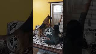 Lucy ki masti with her bhabhi😂 | #funny #shorts #petlover #like #share #subscribetomychannel