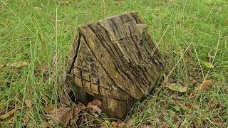 hidden wooden sculptures in moray