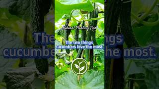 The two things Cucumbers love the most #plants #garden #shortvideo #youtubeshorts #howto #farming