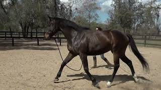 Pilates for Horses/Art of Lunging - Tao of Horsemanship