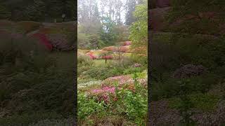 Beautiful Spring | Botanical Garden | Dandenong Ranges | Melbourne