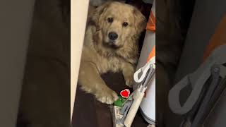 Latest Funny Dog Moments To Make Your Day Funny Dogs Shorts Videos 🐶😂😂 -EPS1051 #funnydogs