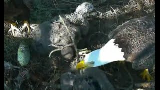 AEF-NEFL Eagles  1-25-16  Romeo & His Stick