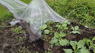 Things I use to grow a fall crop of Brassicas in SW Ontario