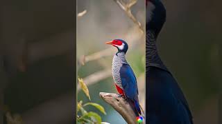 beautiful birds with nice sound #birds #birdsounds #wildlife