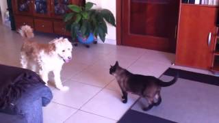 Lucha entre mi perro y mi gato!