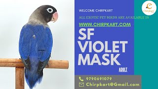 SF VIOLET MASK || AFRICAN LOVE BIRDS || LOVE BIRDS || ADULT || CHIRPKART || COIMBATORE