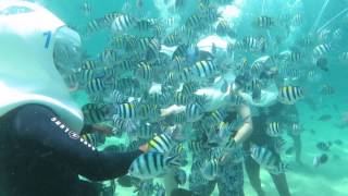 Seawalker Tour, Sanur   Bali   fun experience & things to do in Bali 8