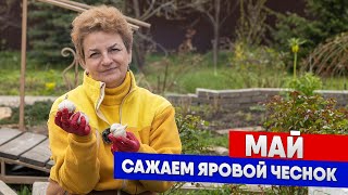 Правила посадки ярового чеснока