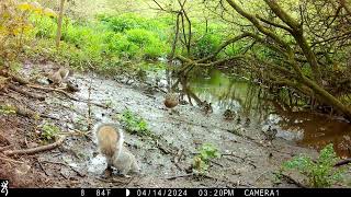 IMG 0024 Two J's Field Wildlife Camera Shots Set In Magical Cornwall.