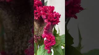 Huge cockscomb flower     #shortsvideo #flowers #plants #gardening #share #beautifulflowers