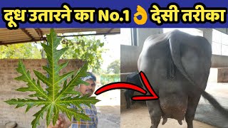 गाय/भैंस का दूध उतारने वाला देसी ईलाज |Doodh bdhane ka tarika|How to increase cow/buffalo milk.