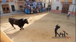 salida del primer toro cerril Miura en Puzol 7 de septiembre 2024