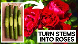 How To Grow Rose Plant From Cuttings (Quick Methods)