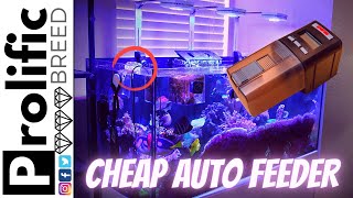 MIXED REEF TANK AQUARIUM UPDATE | RED SEA REEFER 350 | EHIEM AUTO FEEDER + STATION