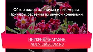 Обзор видов адениума и плюмерии. Примеры растений из личной коллекции.