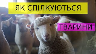 ЯК СПІЛКУЮТЬСЯ ТВАРИНИ?