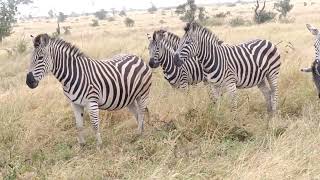 #South Africa -#Herd of Zebra and Wildebeest eating # Kruger National Park