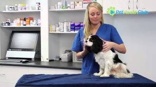 The PetHealthClub - How to put drops in your dog's ears