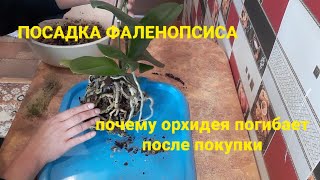 Посадка Фаленопсиса#Почему орхидея погибает после покупки🪴🌷🌷💚