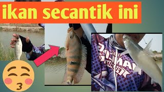 Ora umum bila mujur ukuran bandeng nya jumbo ,di spot mancing empang wedil,pondok dua