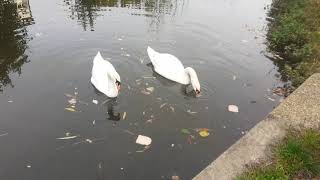 Swans